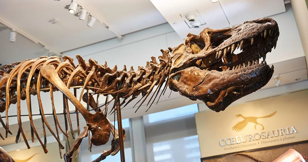 Esqueleto de dinossauro no Museu Canadense da Natureza em Ottawa